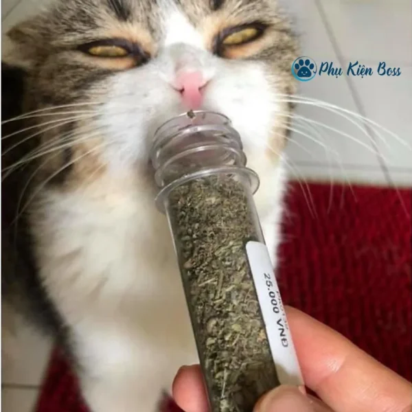 Cỏ Mèo Catnip, Cỏ Bạc Hà Cho Mèo Dạng Ống